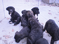 abruzzese mastiff dog